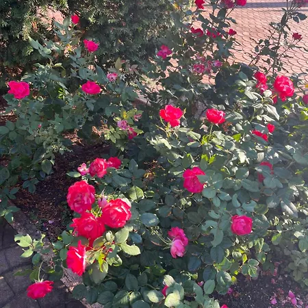 Apartament Casa Elite